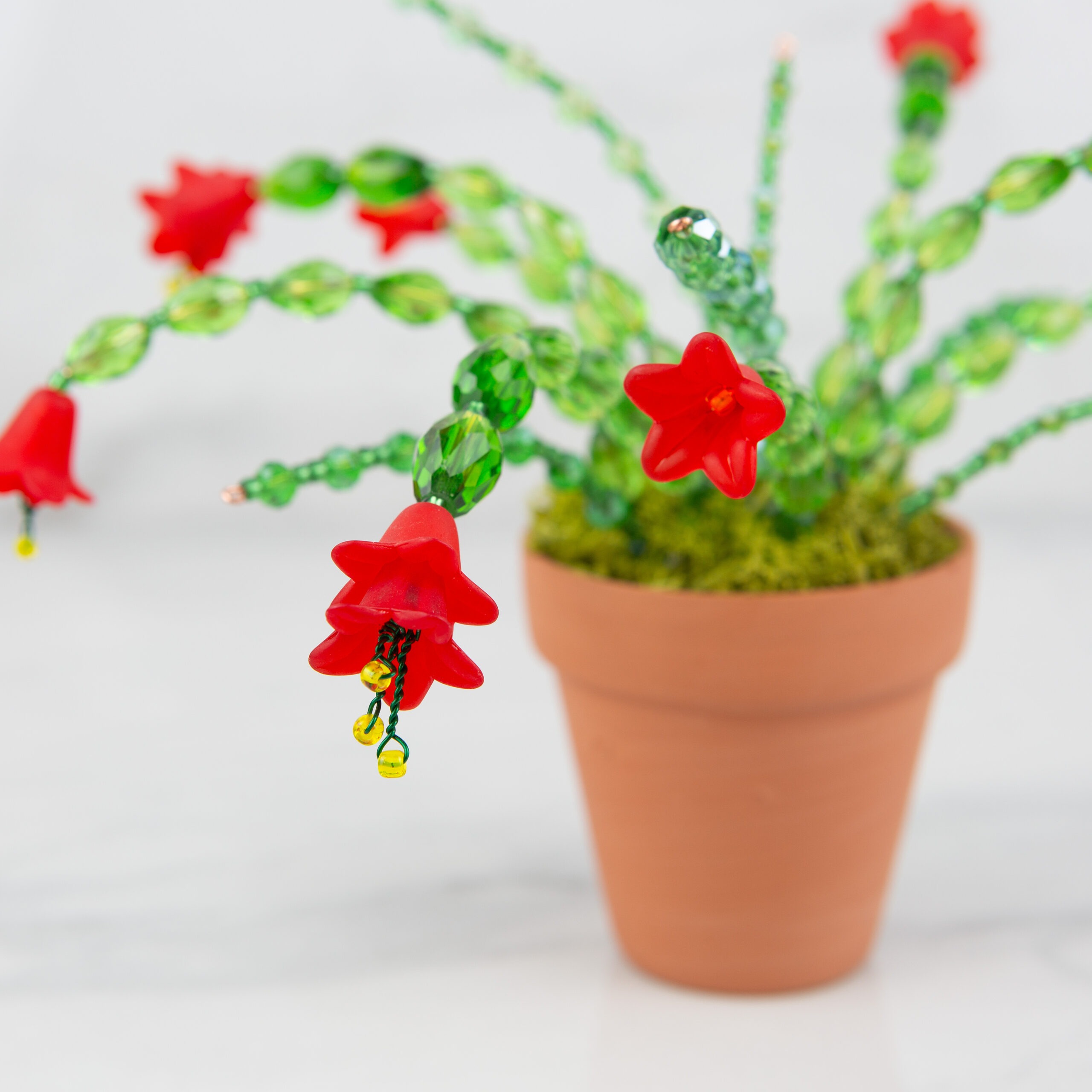 Christmas Cactus Eternal Plant Workshop - Image 2