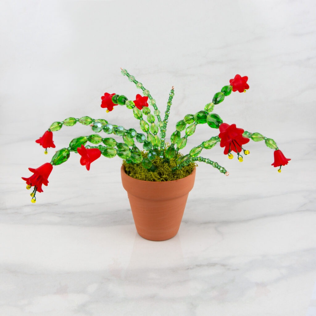 Christmas Cactus Eternal Plant Workshop